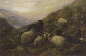 Highland Sheep by Robert F. Watson