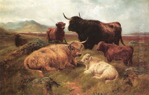 Highland Cattle Resting - view 1