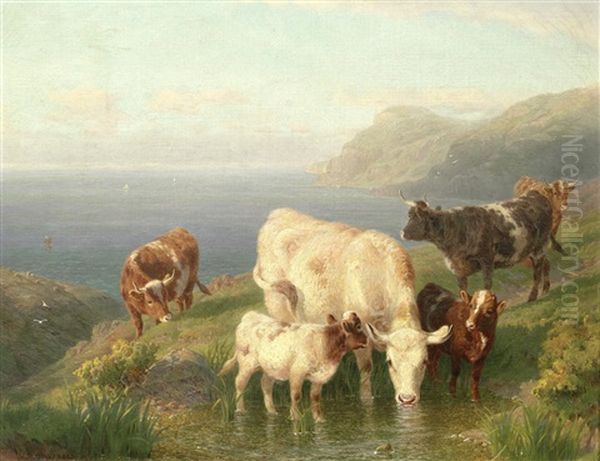 Cattle On A Cornish Coast - view 1