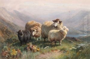 Highland Sheep by William R.C. Watson