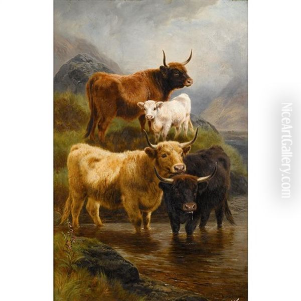 Highland Cattle - view 1