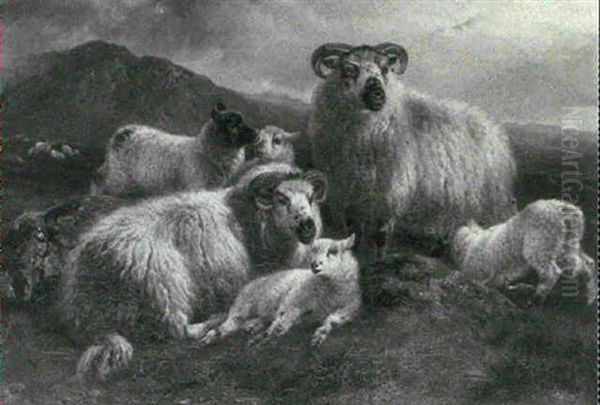 Sheep In The Highlands - view 1
