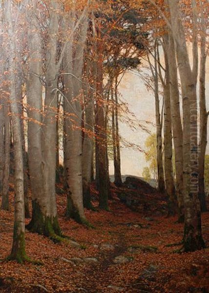 After Sundown, In A Welsh Beech Wood - view 1