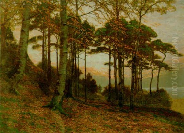 Evening Among The Pines - view 1