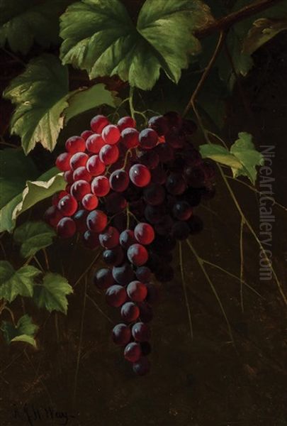 Grapes On The Vine - view 1