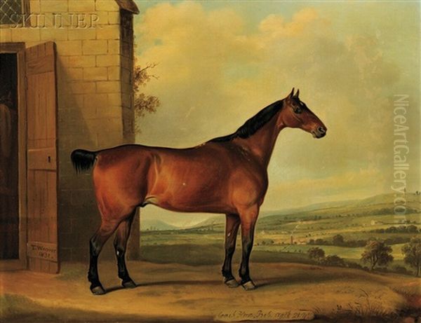 Coach Horse, Bob, Aged 21 Years - view 1