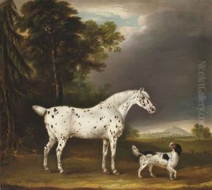 Cheval Appaloosa Et Epagneul Cheval Appaloosa Et Epagneul