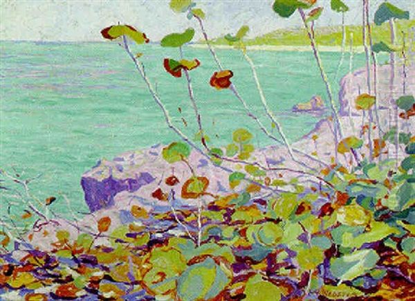Wild Grape, Bermuda - view 1