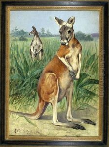 Kangurufamilie In Einer Graslandschaft