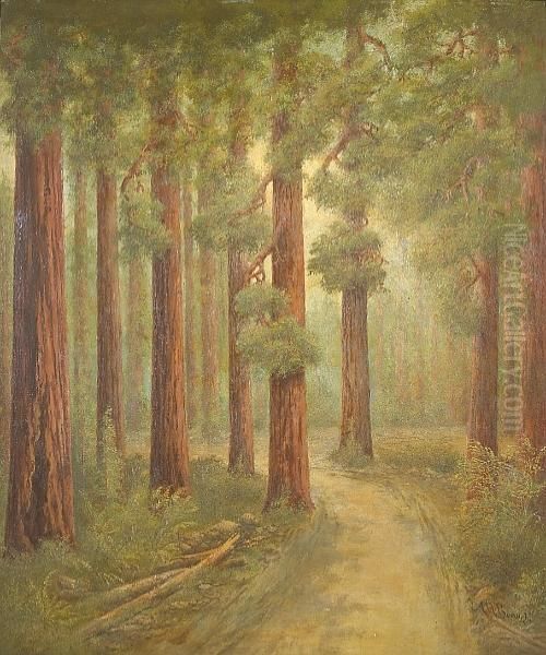 A Road In The Redwoods - view 1