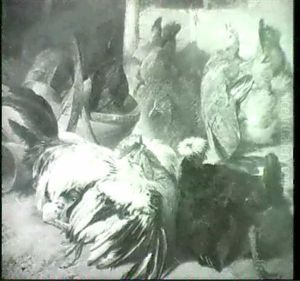 The Poultry Yard by Henry Weekes