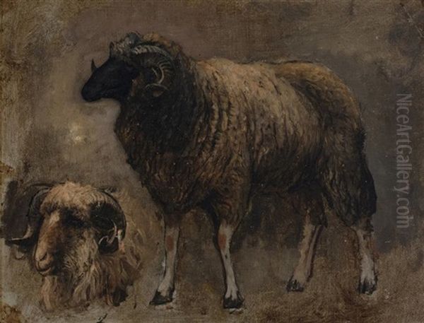 Study Of A Ram - view 1