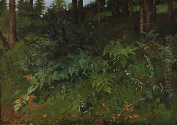 Forest Floor With Ferns - view 1