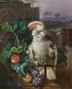 White Court Cockatoo
