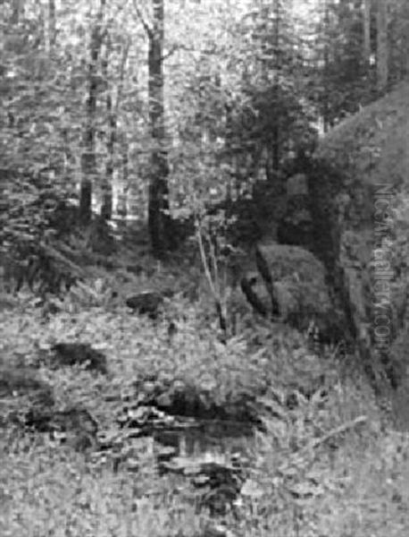 Buchenwaldinneres Mit Farnumrankter Quelle - view 1