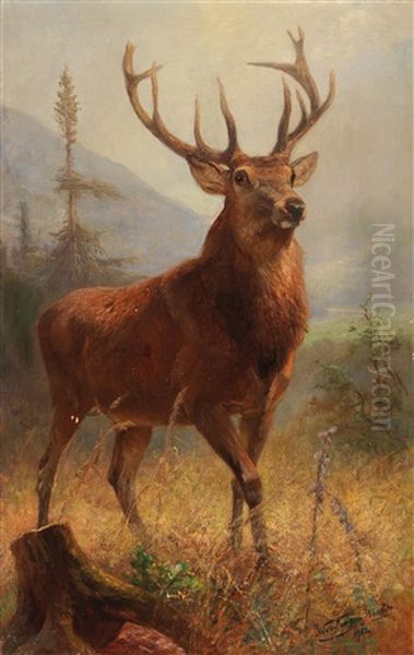 Trophy Stag In An Open Landscape - view 1