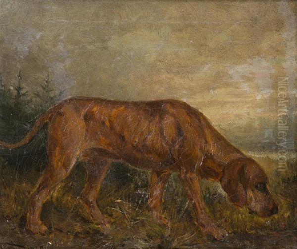 A Hungarian Hound - view 1