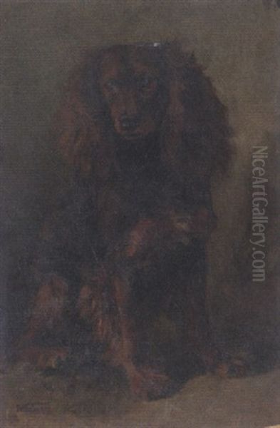 Langhaardackel - view 1