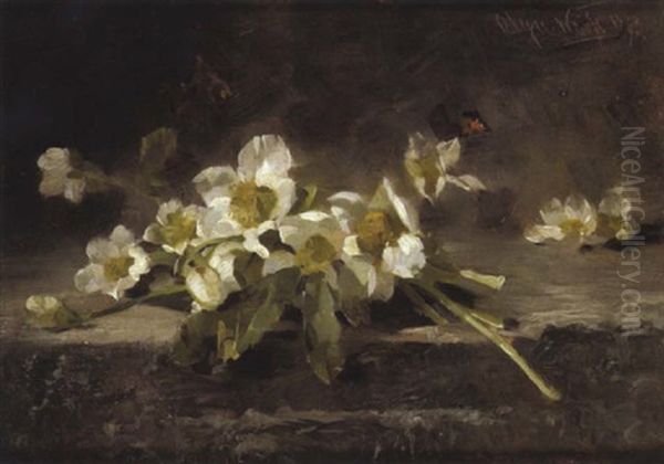 Weise Anemonen - view 1