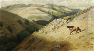 Cattle Grazing In Marin Hills