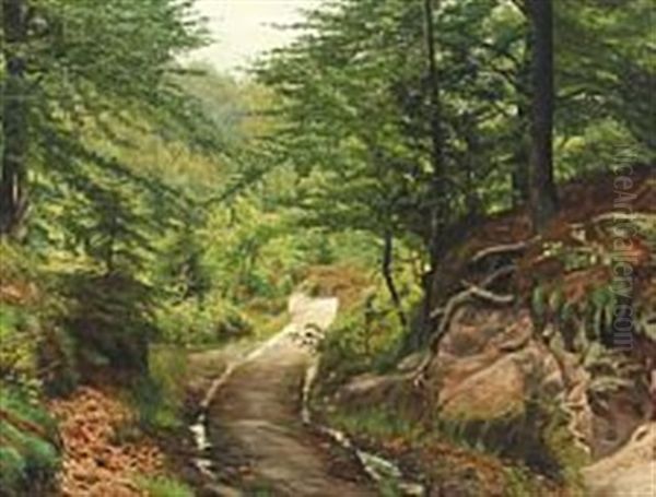 Forest Path With Beech Trees At Munkebjerg - view 1