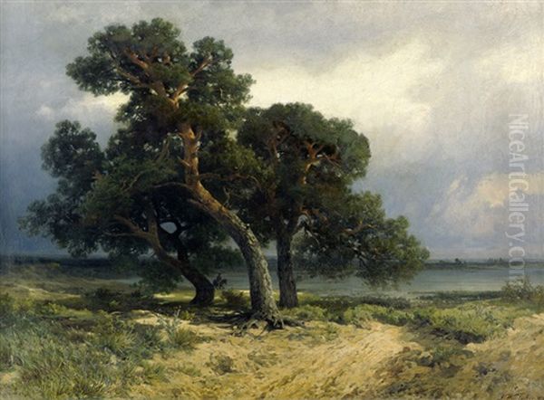 Kleine Kieferngruppe Auf Dem Darss - view 1