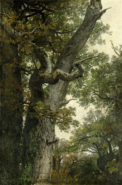 Knorrige Eichen Bei Namur - view 1