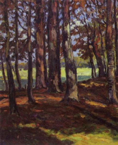 Baume Am Waldrand In Der Herbstsonne - view 1