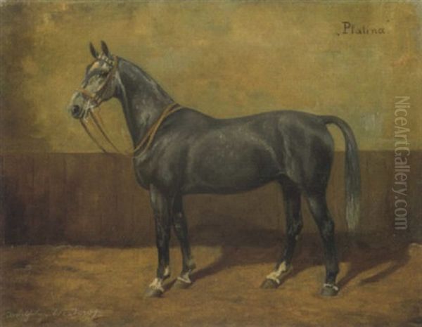 Pferdeportrait: Grauschimmel "platina" - view 1