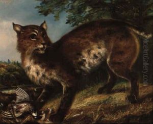 The Wildcat The Wildcat