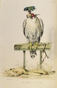 Falconry In The British Isles by William Broderick