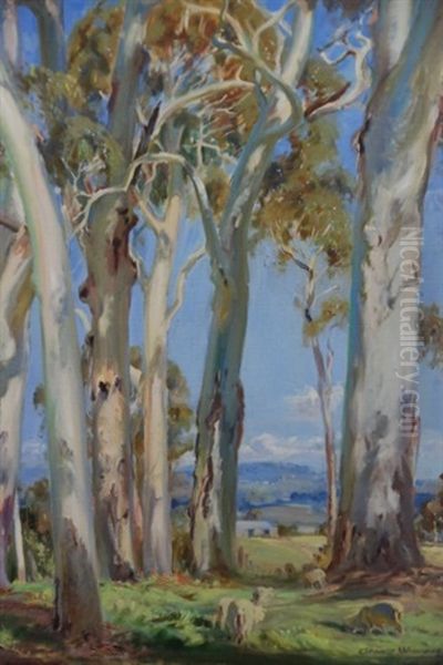 White Gum Trees Woodhouse Estate - view 1