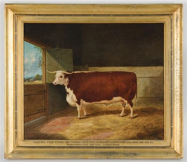 Hereford Steer, 3 Years And 3 Months Old, First Prize, Manchester, Bred And Fed By Messrs Heighway And Son, Leebotwood - view 1