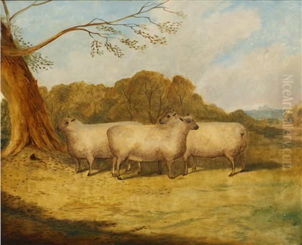 Sheep Before A Parkland Setting - view 1