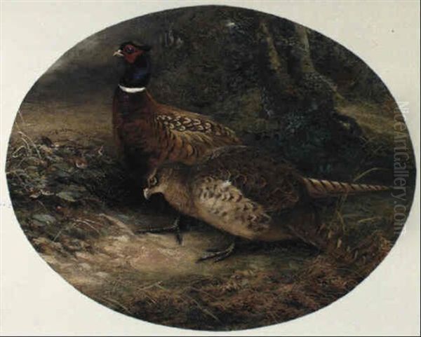 Pheasants - view 1