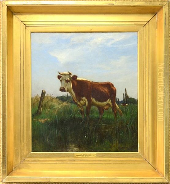 Cow In The Marshes - view 1