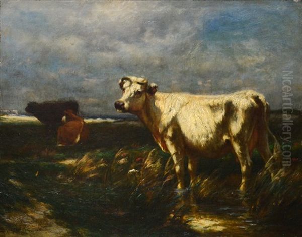 Cows By The Sea (probably Lyme, Ct Marshes) - view 1