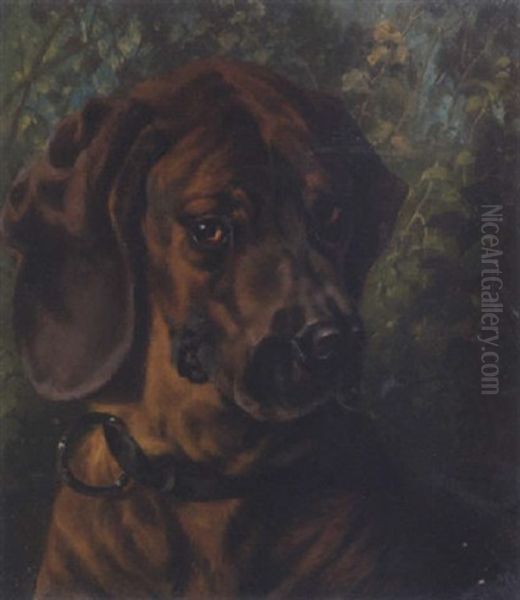 Hundeportrait Eines Dackels - view 1