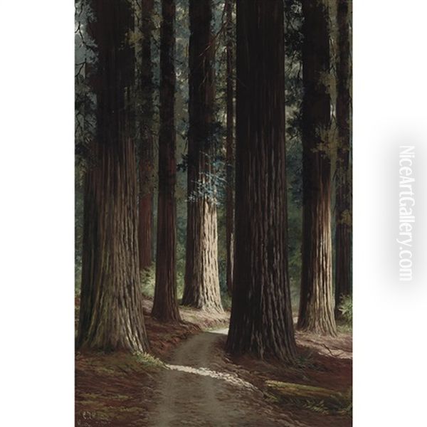 Forest Interior - view 1