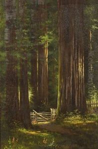 California Redwoods
