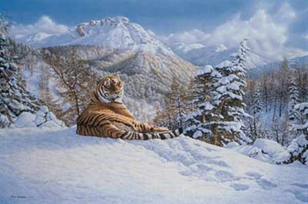 Taiga Tiger In The Snow - view 1
