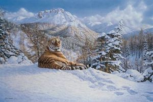 Taiga Tiger In The Snow Taiga Tiger In The Snow