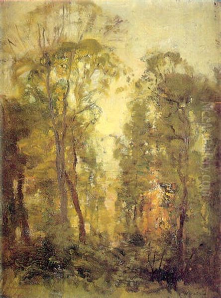 Atardecer En El Bosque - view 1