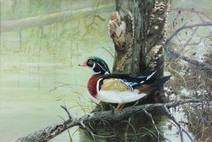 Wood Duck By A River