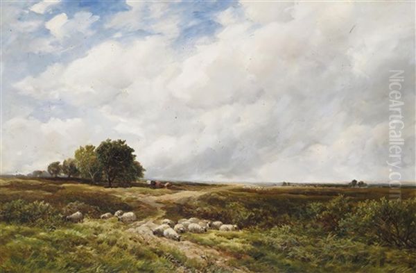 Sheep Resting In An Open Landscape - view 1