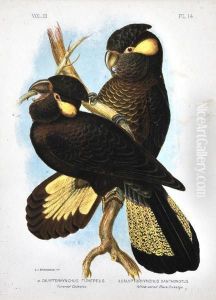 Funeral Cockatoo And Yellow Eared Black Cockatoo L by Gracius Joseph Broinowski