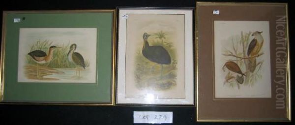Three Chromolithographs From 'birds Of Australia' C.1890. One-carunculated Cassowary. + Minute Bittern + Nankeen Kestrel Etc. Each 32x24cm. Each Mntd. Frmd, With Letterpress Verso. - view 1