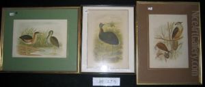 Three Chromolithographs From 'birds Of Australia' C.1890. One-carunculated Cassowary. + Minute Bittern + Nankeen Kestrel Etc. Each 32x24cm. Each Mntd. Frmd, With Letterpress Verso. Three Chromolithographs From 'birds Of Australia' C.1890. One-carunculated Cassowary. + Minute Bittern + Nankeen Kestrel Etc. Each 32x24cm. Each Mntd. Frmd, With Letterpress Verso.
