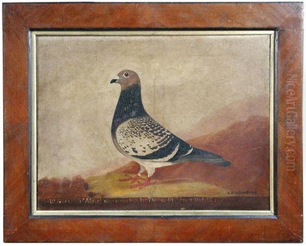 Study Of Albert, A Racing Pigeon - view 1