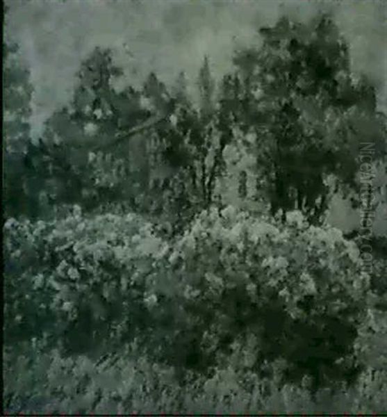 Phlox - view 1
